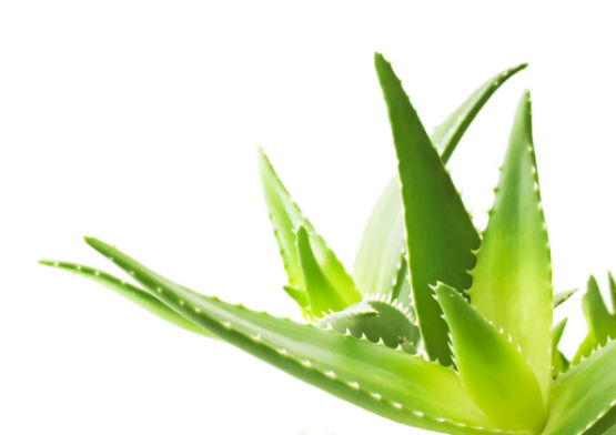 Afrodisiaque Aloe vera